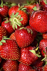 Delizz Strawberry (Fragaria 'Delizz') at English Gardens