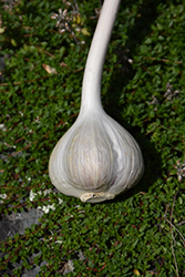 Garlic (Allium sativum) at English Gardens