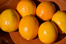 Improved Meyer Lemon (Citrus x meyeri 'Meyer Improved') at English Gardens