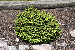 Little Gem Spruce (Picea abies 'Little Gem') at English Gardens