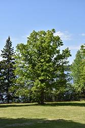 Bur Oak (Quercus macrocarpa) at English Gardens