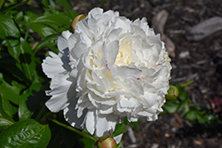 Festiva Maxima Peony (Paeonia 'Festiva Maxima') at English Gardens