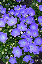 Rapido Blue Bellflower (Campanula carpatica 'Rapido Blue') at English Gardens