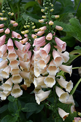 Dalmatian Peach Foxglove (Digitalis purpurea 'Dalmatian Peach') at English Gardens