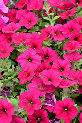 Wave Carmine Velour Petunia (Petunia 'PAS1302763') at English Gardens