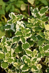 Variegated Pineapple Mint (Mentha suaveolens 'Variegata') at English Gardens
