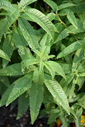 Lemon Verbena (Aloysia citriodora) at English Gardens