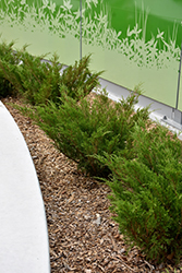 Savin Juniper (Juniperus sabina) at English Gardens