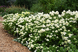 Limelight Prime Hydrangea (Hydrangea paniculata 'SMNHPPH') at English Gardens