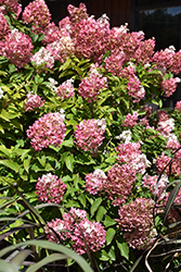 Vanilla Strawberry Hydrangea (Hydrangea paniculata 'Renhy') at English Gardens