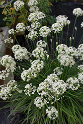 Garlic Chives (Allium tuberosum) at English Gardens