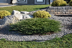 Calgary Carpet Juniper (Juniperus sabina 'Calgary Carpet') at English Gardens