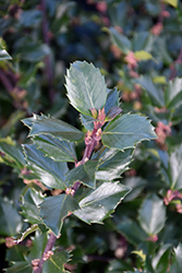 Blue Prince Meserve Holly (Ilex x meserveae 'Blue Prince') at English Gardens
