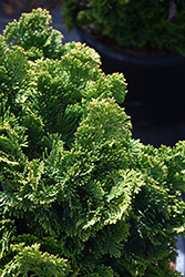 Thoweil Hinoki Falsecypress (Chamaecyparis obtusa 'Thoweil') at English Gardens