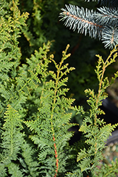Fernleaf Hinoki Falsecypress (Chamaecyparis obtusa 'Filicoides Compacta') at English Gardens