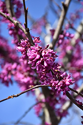 Eastern Redbud (tree form) (Cercis canadensis '(tree form)') at English Gardens