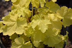 Primo Pretty Pistachio Coral Bells (Heuchera 'Pretty Pistachio') at English Gardens