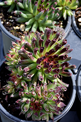 Oddity Hens And Chicks (Sempervivum 'Oddity') at English Gardens