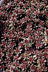 Coral Carpet Stonecrop (Sedum album 'Coral Carpet') at English Gardens