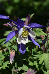 Kirigami Deep Blue and White Columbine (Aquilegia caerulea 'Kirigami Deep Blue and White') at English Gardens