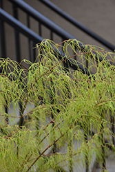 Koto No Ito Japanese Maple (Acer palmatum 'Koto No Ito') at English Gardens