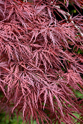 Red Dragon Japanese Maple (Acer palmatum 'Red Dragon') at English Gardens