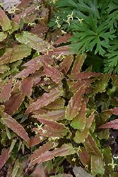 Sandy Claws Barrenwort (Epimedium wushanense 'Sandy Claws') at English Gardens