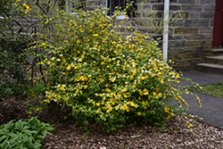 Golden Guinea Japanese Kerria (Kerria japonica 'Golden Guinea') at English Gardens