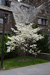 Appalachian Spring Flowering Dogwood (Cornus florida 'Appalachian Spring') at English Gardens