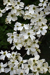 Appalachian Spring Flowering Dogwood (Cornus florida 'Appalachian Spring') at English Gardens