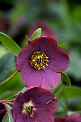 Honeymoon Rome In Red Hellebore (Helleborus 'Rome In Red') at English Gardens