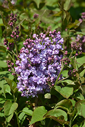 Scentara Double Blue Lilac (Syringa x hyacinthiflora 'SMNSHBBL') at English Gardens