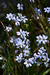 Suwannee Blue-Eyed Grass (Sisyrinchium angustifolium 'Suwannee') at English Gardens
