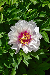 Cora Louise Peony (Paeonia 'Cora Louise') at English Gardens