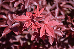 Rhode Island Red Japanese Maple (Acer palmatum 'Rhode Island Red') at English Gardens