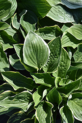 Christmas Tree Hosta (Hosta 'Christmas Tree') at English Gardens