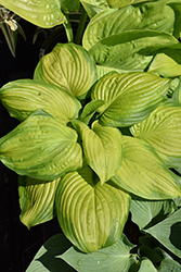 Stained Glass Hosta (Hosta 'Stained Glass') at English Gardens