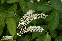 Scentlandia Virginia Sweetspire (Itea virginica 'SMNIVDFC') at English Gardens