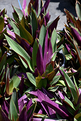 Moses In The Cradle (Tradescantia spathacea) at English Gardens