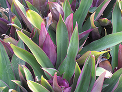 Moses In The Cradle (Tradescantia spathacea) at English Gardens