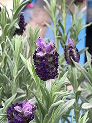 Spanish Lavender (Lavandula stoechas) at English Gardens