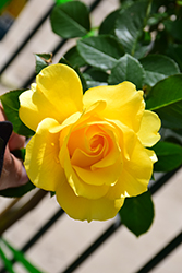 Sparkle And Shine Rose (Rosa 'WEKjunjuc') at English Gardens