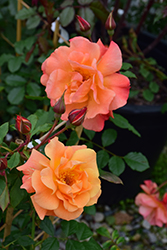Westerland Rose (Rosa 'Westerland') at English Gardens
