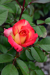 Rainbow Sorbet Rose (Rosa 'Rainbow Sorbet') at English Gardens