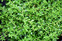 Rupturewort (Herniaria glabra) at English Gardens