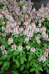 Spring Symphony Foamflower (Tiarella 'Spring Symphony') at English Gardens