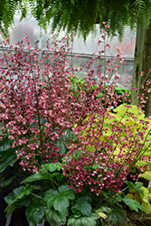 Berry Timeless Coral Bells (Heuchera 'Berry Timeless') at English Gardens