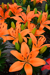 Matrix Orange Lily (Lilium 'Matrix Orange') at English Gardens