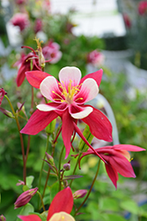 Origami Red and White Columbine (Aquilegia 'Origami Red and White') at English Gardens