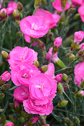 Fruit Punch Sweetie Pie Pinks (Dianthus 'Sweetie Pie') at English Gardens
